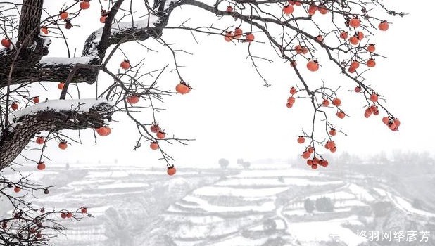 汉初|汉初和张良齐名的谋士陈平，都说他是个阴谋家，他到底有多阴？