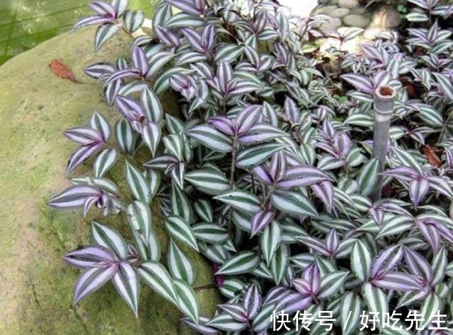 客厅|养这三种吊兰,美翻你的客厅,随便一插就能活,根本不用买!