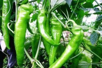 青椒遇上它，皮肤白了，气血也好了，女人不想满脸皱纹，可以试试