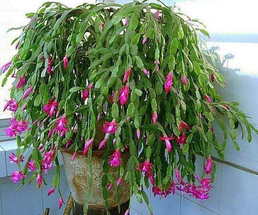 李大姐用一根“树枝”养蟹爪兰,3年养出100盆,太牛了!