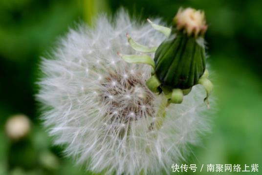 蒲公英|蒲公英不止是一个野草,更是有大功效,城里人抢着买它
