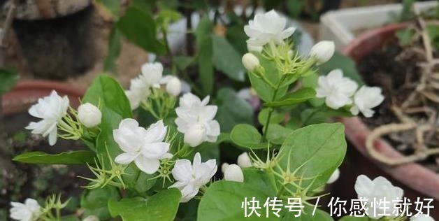 磷酸二氢钾|茉莉花僵苗怎么办2个“动作”改过来,新芽又窜满,开花开不停!