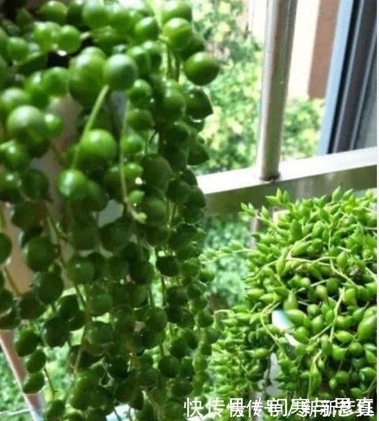 漂亮|4种花超漂亮,个个美出状态,比牡丹还美,年年开花美翻