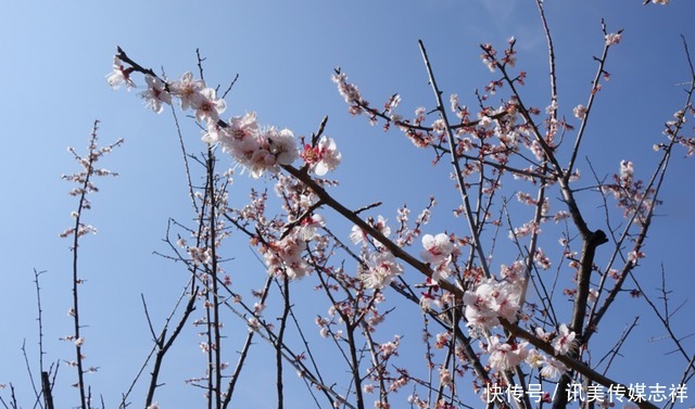 美炸！误入现实版的“桃花源”，这才是早春的正确打开方式