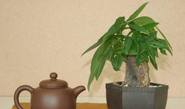 适合|这3种“聚福树”,树干“粗壮”、枝叶旺盛,客厅“适合”养1盆