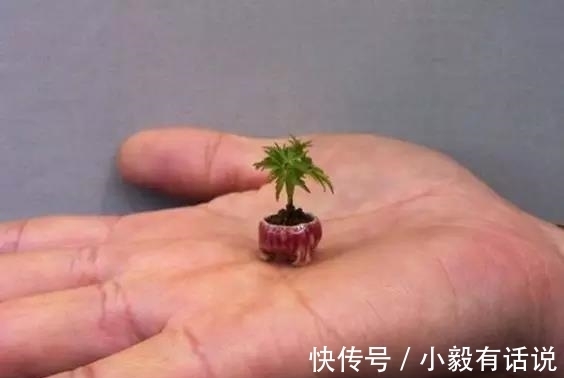 微型盆景越来越受欢迎，这里是它们的“集中营”，都是你想知道的