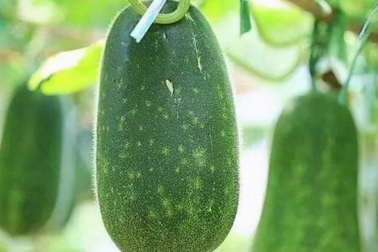 薏米|女性不想满脸皱纹,可以多吃3种食物,营养丰富,身体棒棒哒!