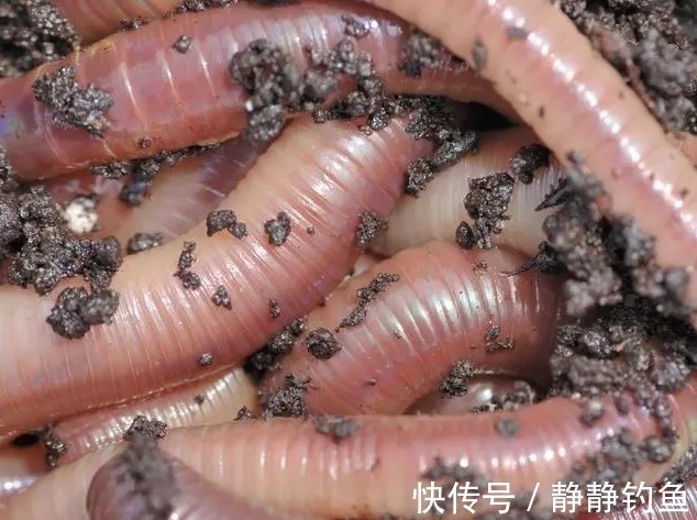 摘钩器|爆钓黄骨鱼,一晚上拉了34斤!钓友全部看哭了!