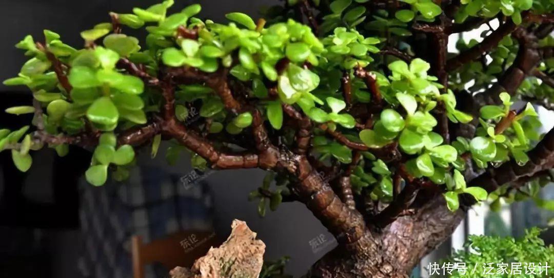 金枝玉叶修剪教程,剪下的枝条扦插,一盆变多盆