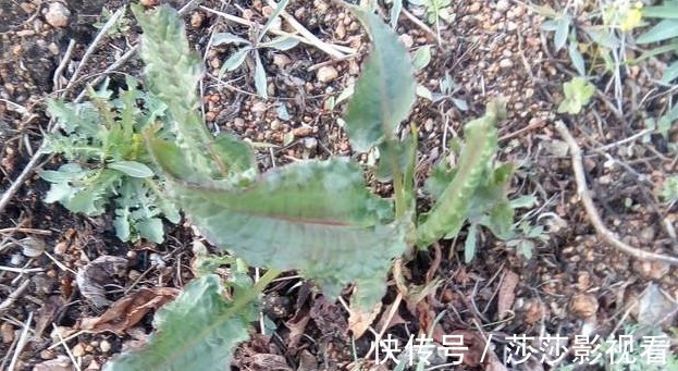 洋铁草|农村阴沟中常见野草，治多年“脚气”有良效，已经有人用来赚钱