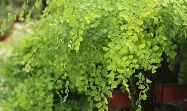 浇水|此植物，不用常浇水且适应力超强，真是种花手残党的福利啊