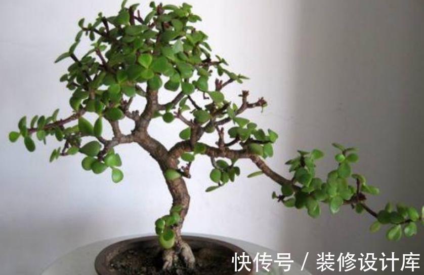 秋天|秋天玉树生长进入“快车道”，掌握几个要点，长势旺盛叶片肥厚