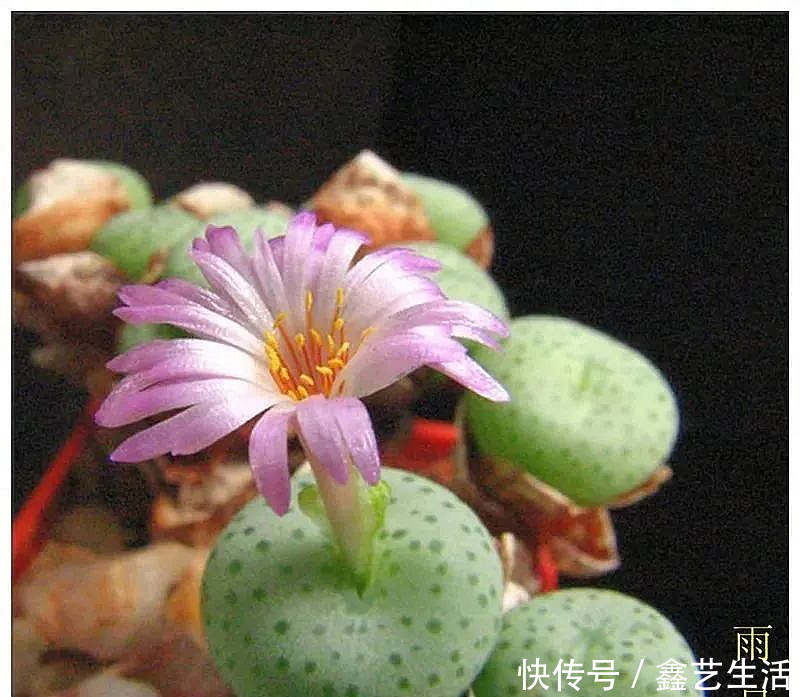 最全多肉养护法!十足干货!自己收藏就不用问别人啦!