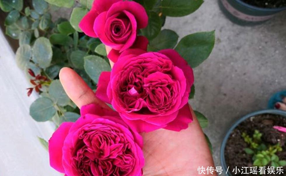 盆长|月季换盆长不好?注意2步骤,长得超健康