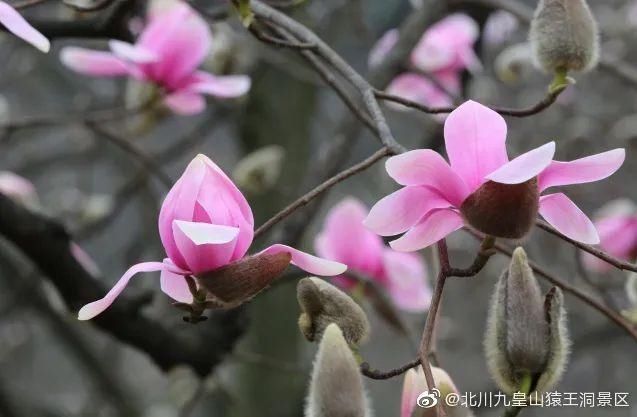 中年|草长莺飞二月天里，赴一场春日的花宴