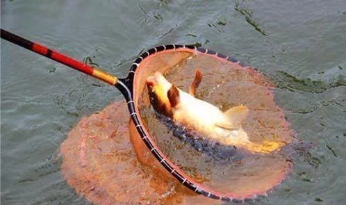 秋钓想要鲤鱼收获好,钓点选择很重要,这5个黄金钓位别漏了