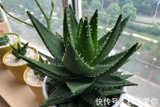 室内养芦荟,满足它2个“爱好”,叶片肥厚,新芽冒不停,挤爆盆