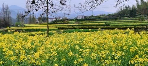 杜鹃花、油菜花、小野花漫山遍野……清明小长假，缙云驴友喊大家去踏青赏春