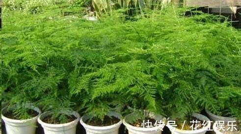 磷长花|想要文竹长的旺，最好施什么肥？知道一点施肥再也不犯难！