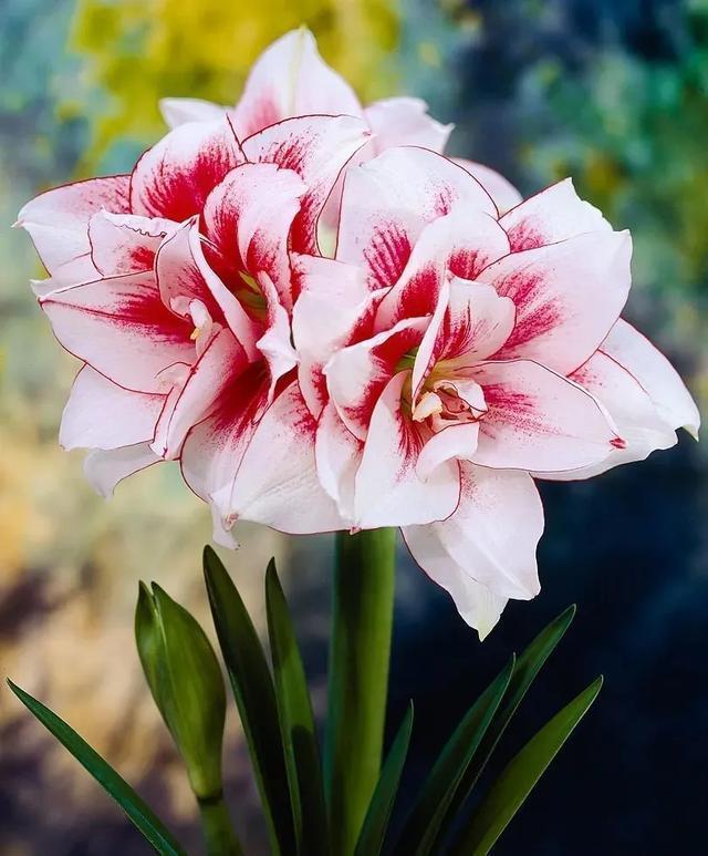 朱顶红美起来，就没其他花什么事儿，27个品种一个赛一个的美