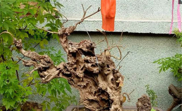 田埂|老农当柴烧的田埂“黄荆桩”,游客花50元买下,做成盆景真美