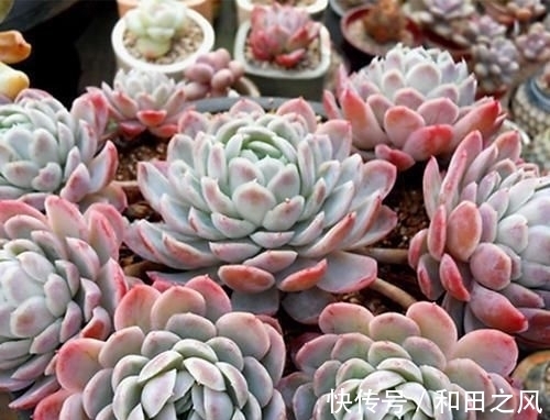 多肉浇水大全，掌握了轻松养成肉墩子，5分钟学会！