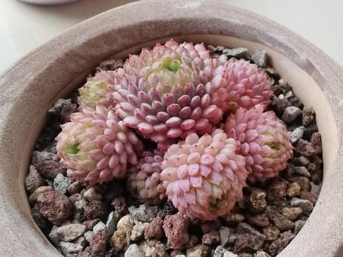 花友|都知道这3款多肉不好养,但是真的很漂亮,愿意尝试的花友真不少