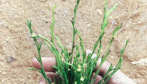 发育不良|乡下一野草,个头小却极其珍贵,人称“独脚金”,晒干后180元1两