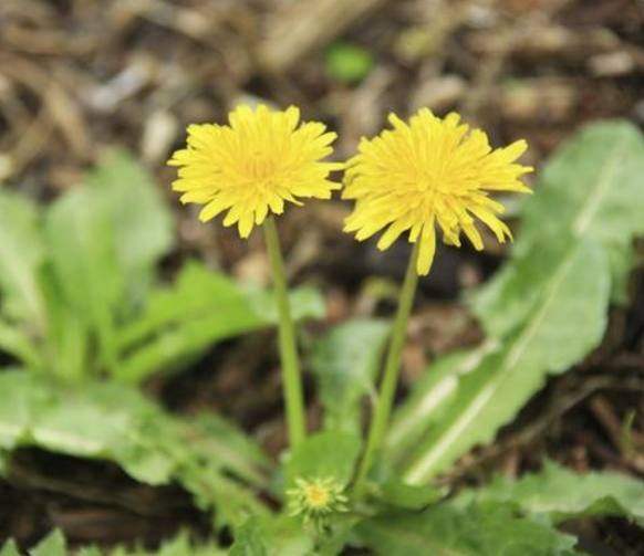 麻辣油|蒲公英是最好的“排毒草”，2种吃法最养人，快告诉家里人！