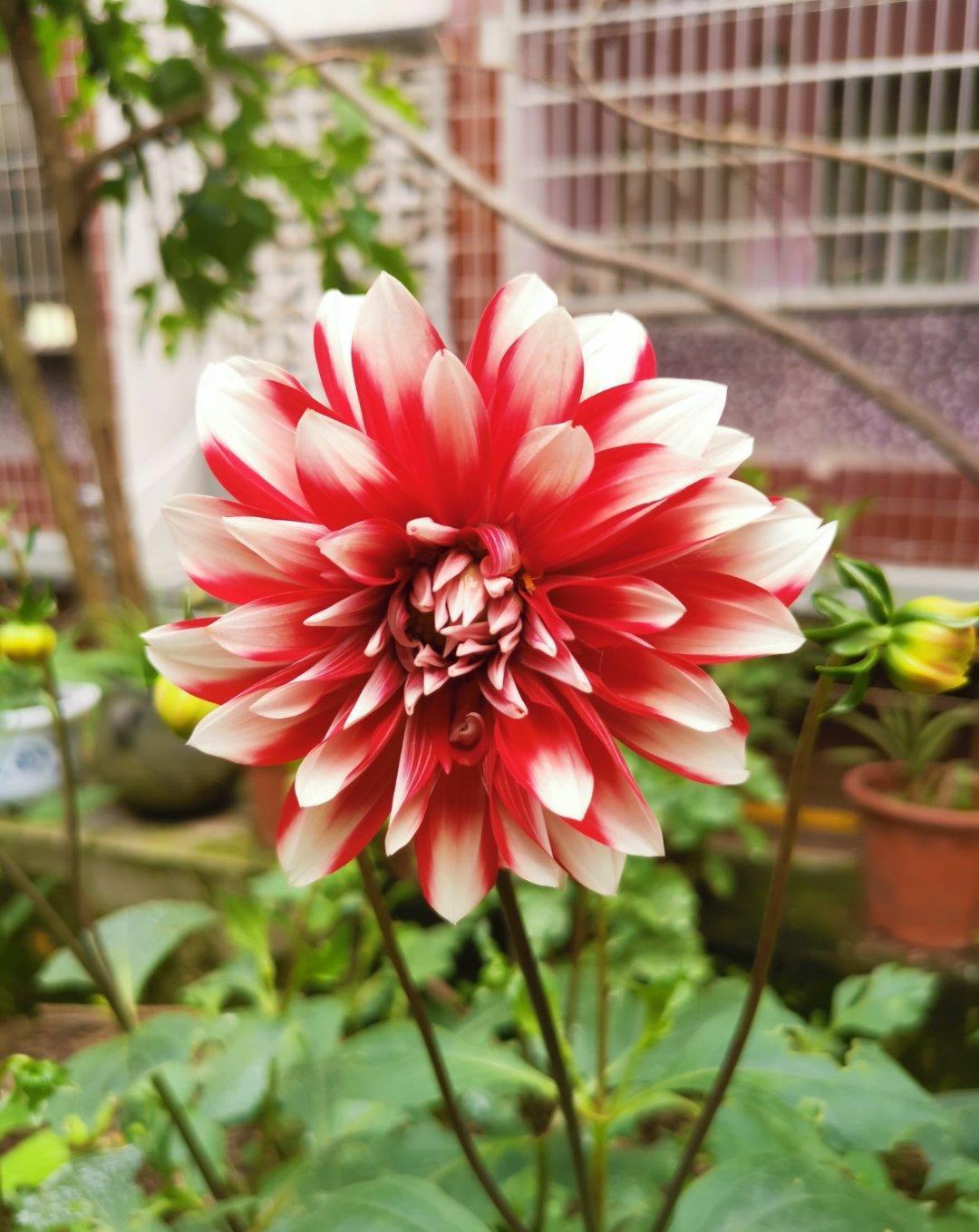 动作|六月养大丽花，勤做“三动作”，枝干粗壮不倒伏，一次绽放上百朵