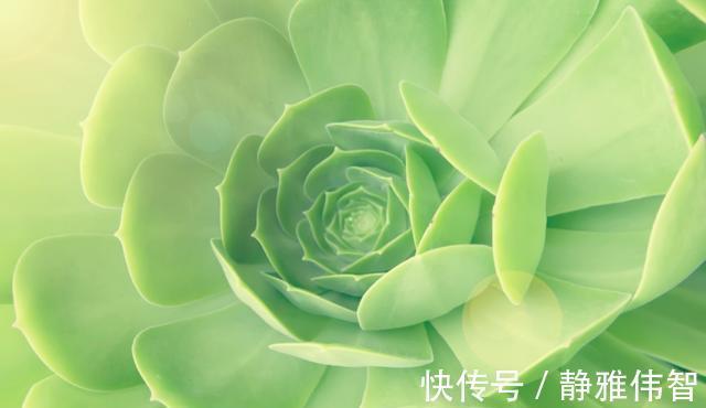 观音莲徒长、叶片下垂怎么办？做好4点有的救，时间久了成老桩