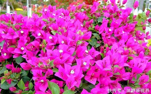 干枯|三角梅叶片干枯,原因就在“根”上,改正“2点”,问题解决!