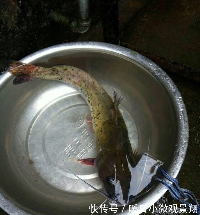 比甲鱼营养,一斤卖到300元,被誉为“淡水鱼之王”,却常被嫌弃