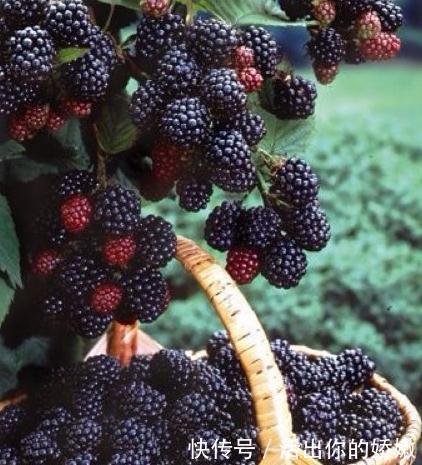食物|吃完桑葚一个小时以内,别碰此种食物,为了健康着想,要记得忌口
