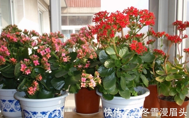 长寿花没必要养太杂!养这3种,性价比就很高