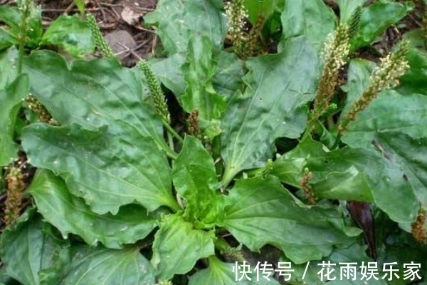 好处|常吃车前草好处多,除了抗菌消炎外,竟然还有3种重要功效!