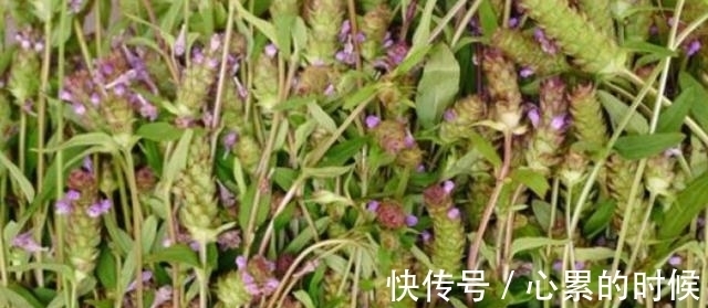 破血丹|都知道夏枯草药用价值高，但农村有一种野草，比夏枯草还珍贵几倍