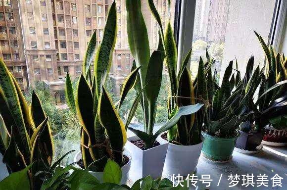 虎皮兰|养虎尾兰,一个小技巧,长得快、侧芽多、叶厚实,3个月长爆盆