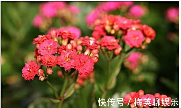 花球|养护长寿花,你得知道以下几个小技巧,开成花球,其实很容易