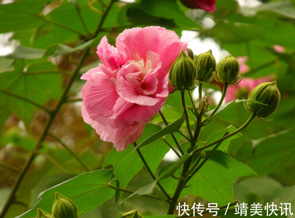 这花是一整座城的挚爱,现在正值花季,一朵就让人目眩神迷!