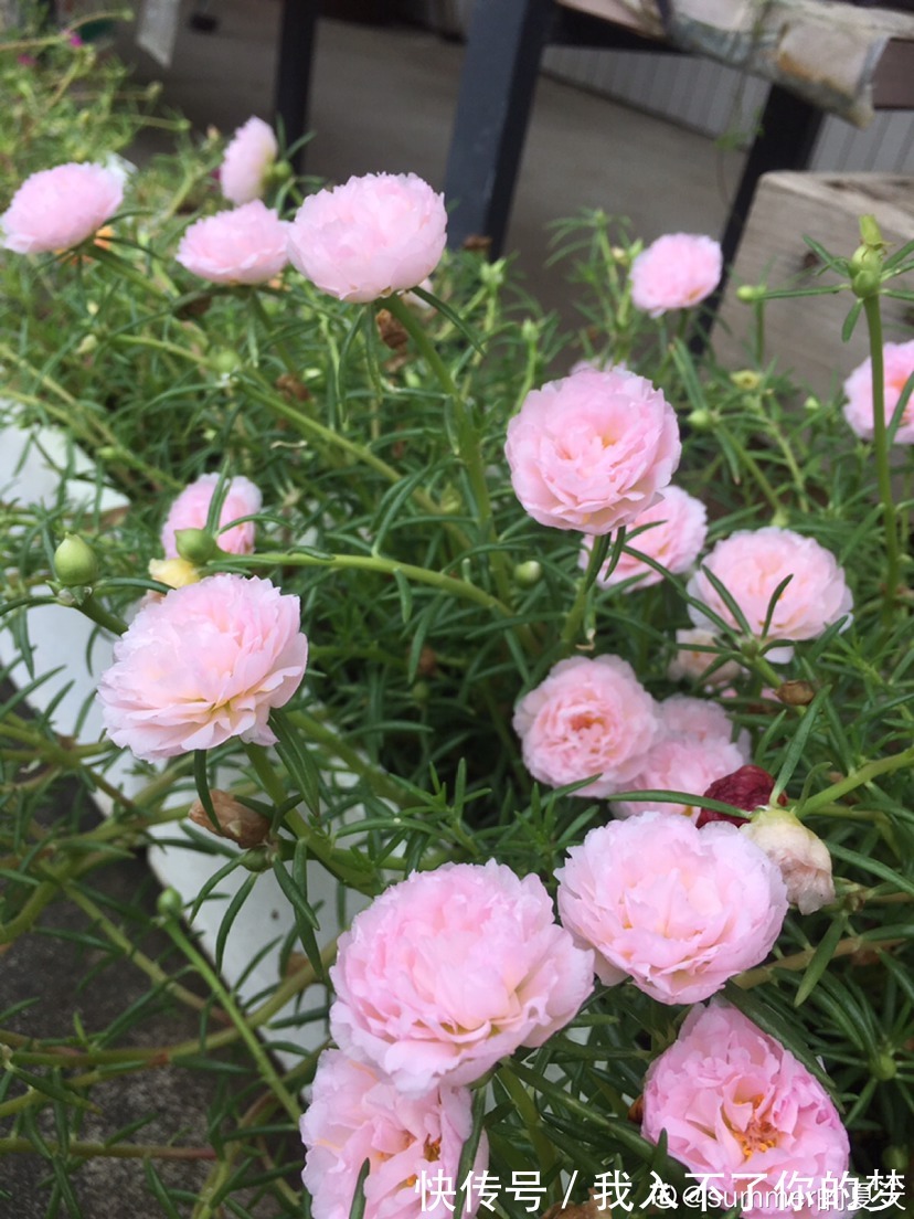 封闭阳台养这4种花,很快变成花海,现在养刚刚好