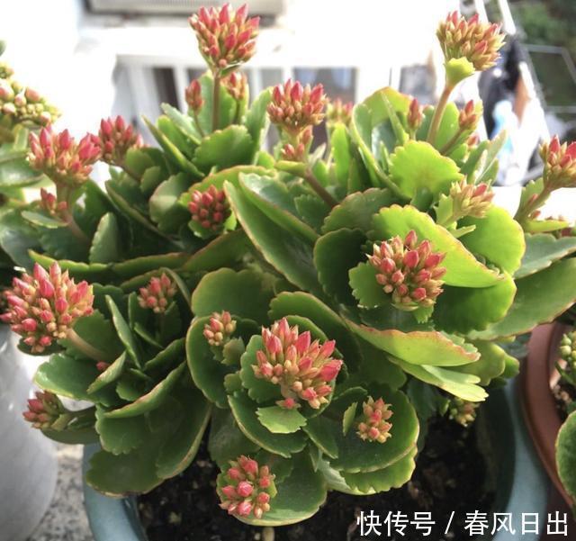 家里养4种花,叶子掉盆里,15天生根发芽,1盆能变20盆,好养活