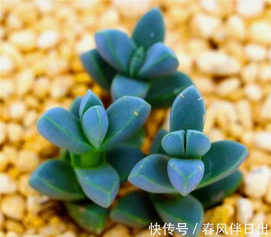 土团|养多肉植物鹿角海棠,日常打理抓住这4点,好养易活