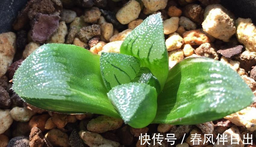 多肉|叶插多肉植物玉露,注意3个技巧才不容易出问题