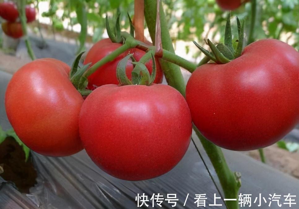 隔3天喷一点制作溶液，富贵竹绿萝吊兰疯长，开花不止