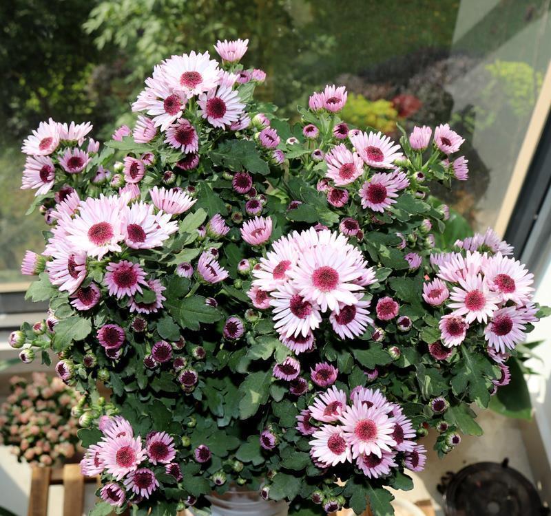 阳台|这些小草花,个个真美人,阳台养几盆,繁花不断,美到不敢看