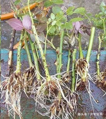 月季扦插只能等明年开春了,扦插小技巧,请先收好!