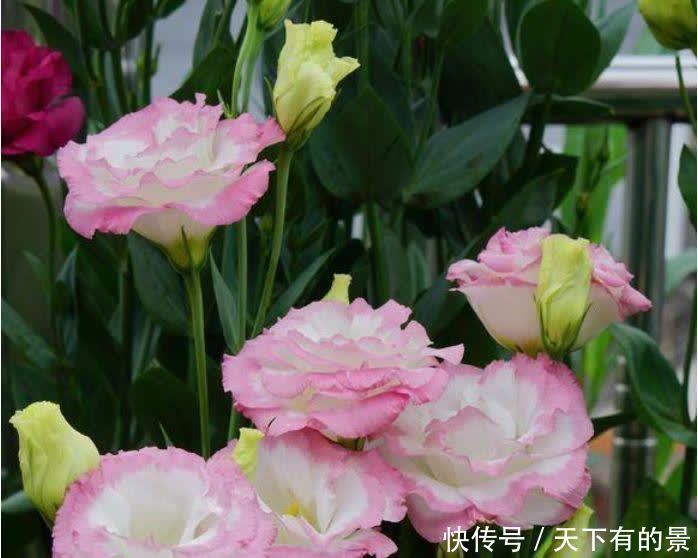 3种“开花王”，一开就是300多天，花团锦簇，人见人爱！