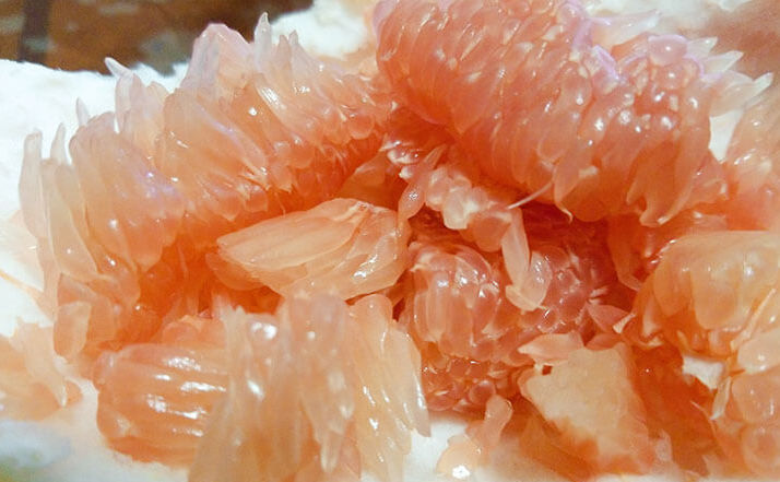  才能|柚子怎么切？怎么才能挑到一个好的柚子