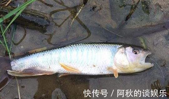 鲫鱼|它常误认成鲫鱼，只有黄辣丁二分之一大，却性情凶猛难捕获